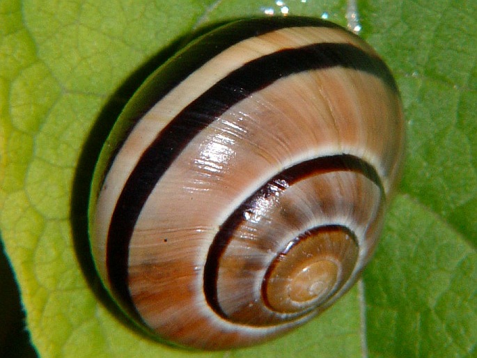 Cepaea nemoralis, páskovka hajní