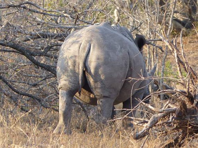 Ceratotherium simum, nosorožec tuponosý