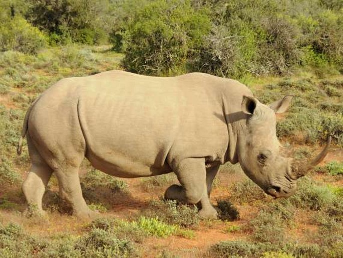 Ceratotherium simum, nosorožec tuponosý