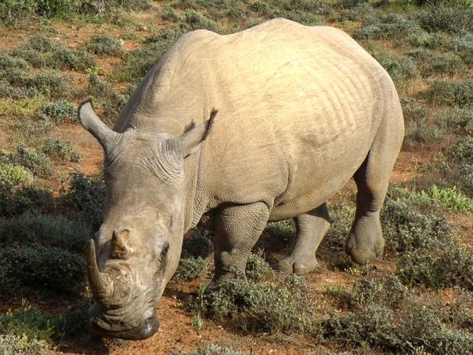 Ceratotherium simum, nosorožec tuponosý