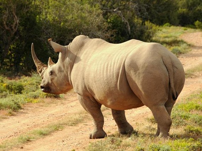 Ceratotherium simum, nosorožec tuponosý