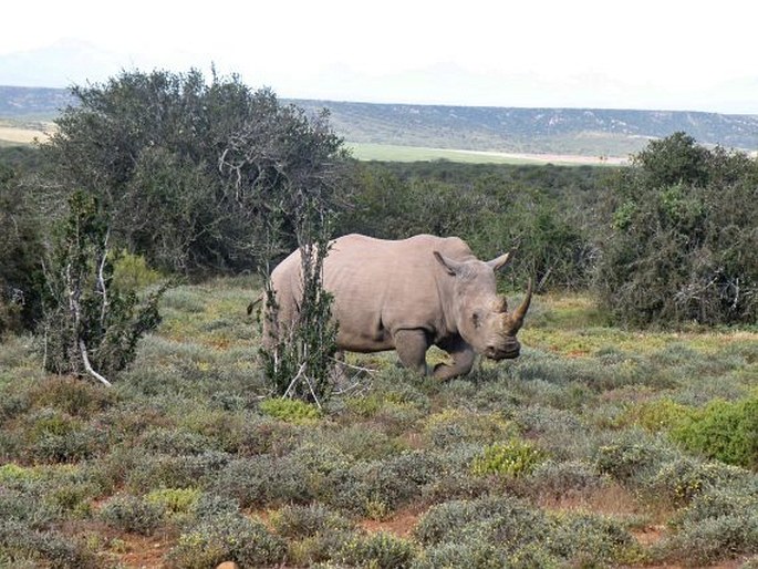 Ceratotherium simum, nosorožec tuponosý