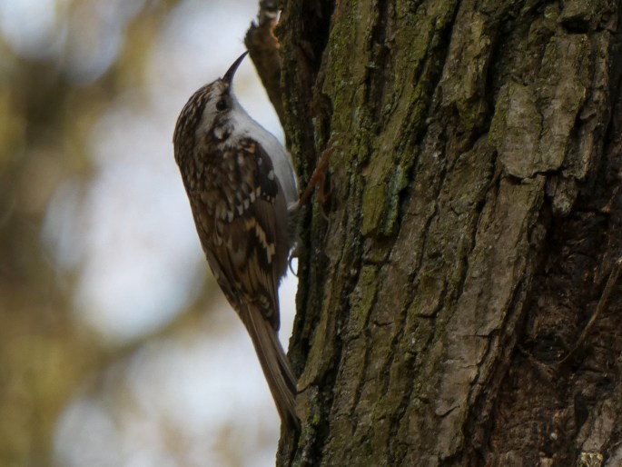 Certhia familiaris, šoupálek dlouhoprstý