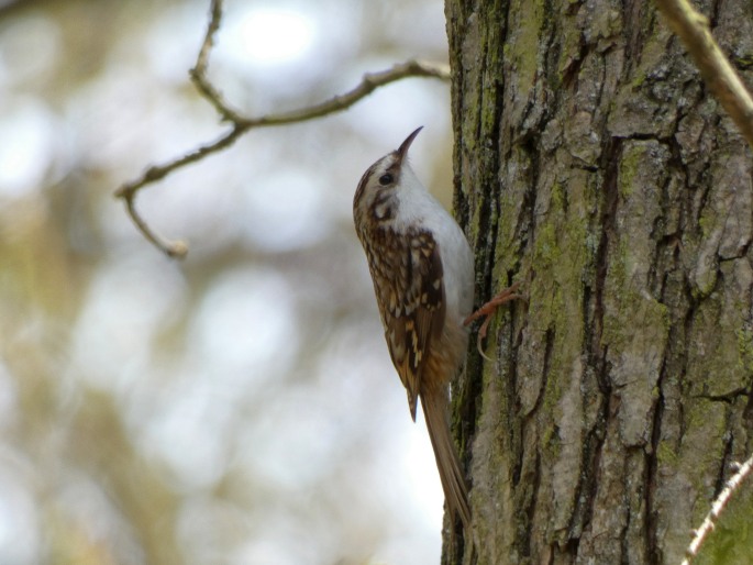 Certhia familiaris, šoupálek dlouhoprstý