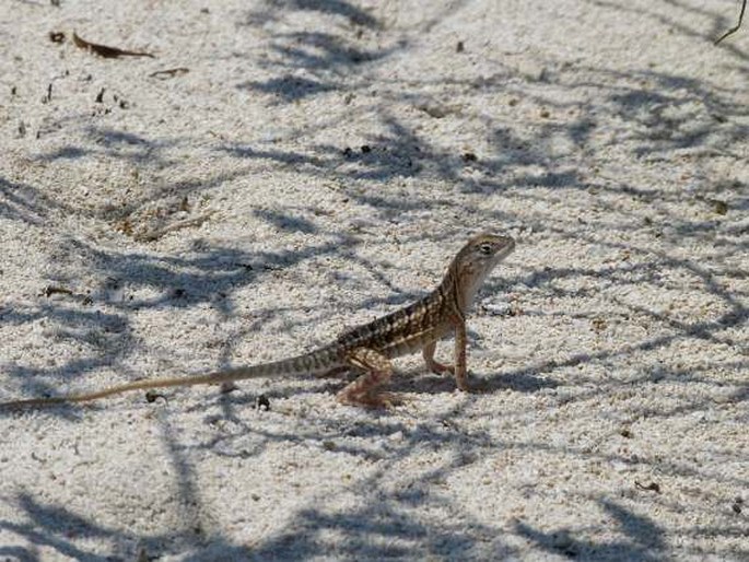 Chalarodon madagascariensis, chalarodon madagaskarský