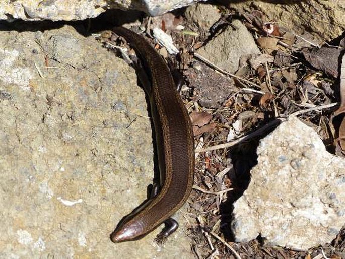 Chalcides viridanus (Gravenhorst, 1851); scink