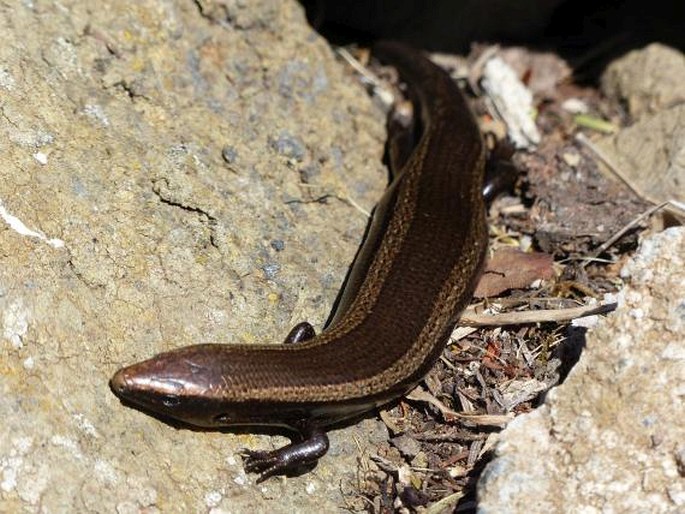 Chalcides viridanus, scink