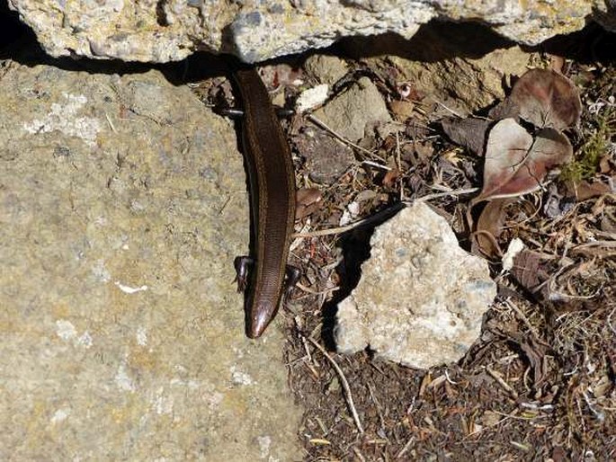 Chalcides viridanus, scink