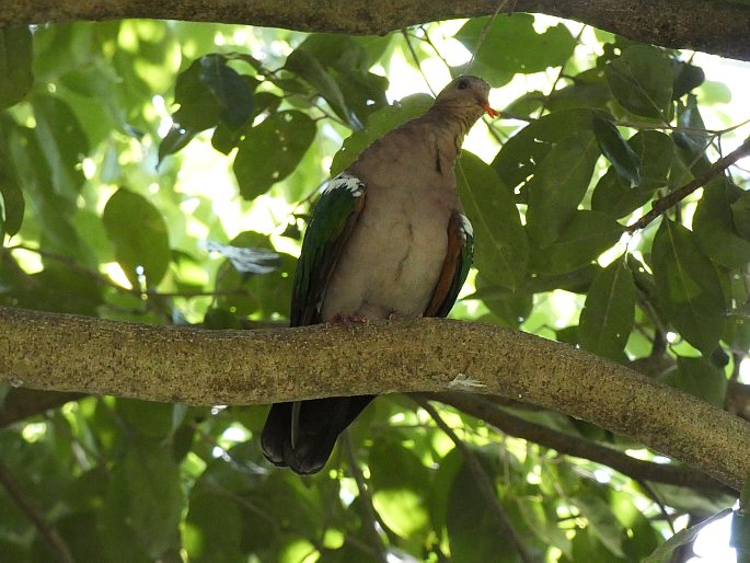 Chalcophaps longirostris, holub hnědohlavý