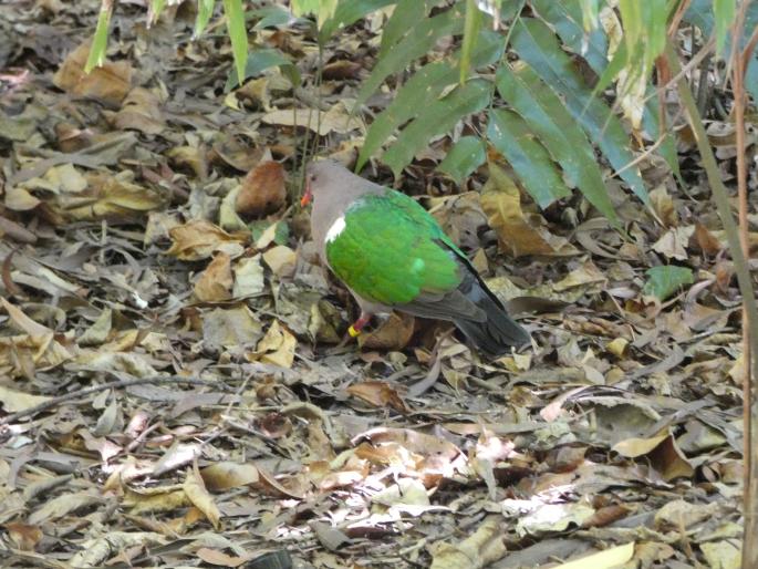 Chalcophaps longirostris, holub hnědohlavý