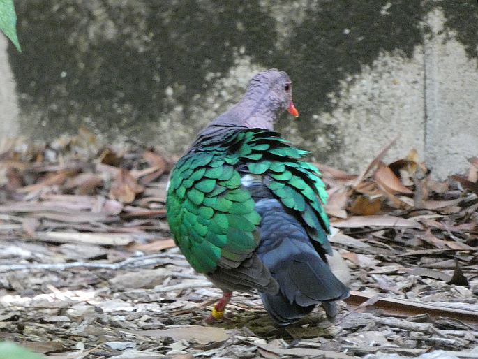 Chalcophaps longirostris, holub hnědohlavý