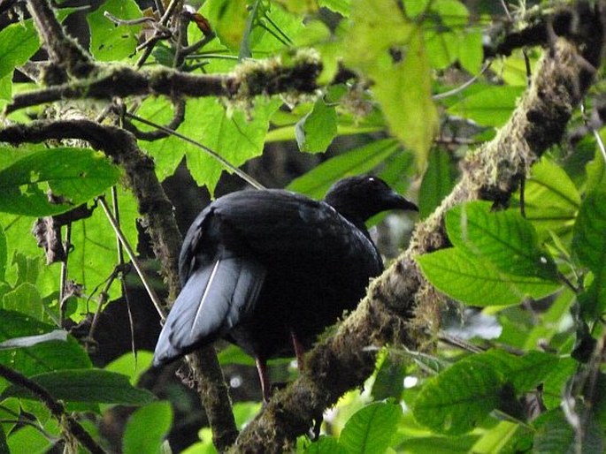 Chamaepetes unicolor, guan černý