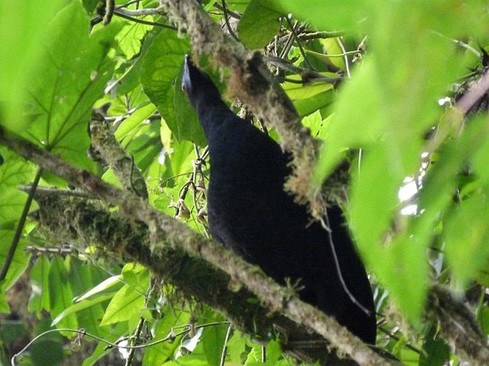 Chamaepetes unicolor, guan černý