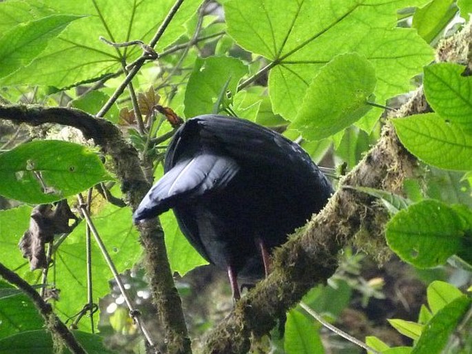 Chamaepetes unicolor, guan černý