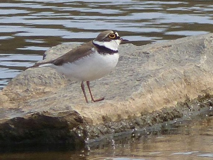 Charadrius dubius subsp. curonicus, kulík říční eurosibiřský