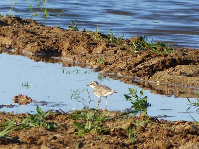 Charadrius dubius subsp. curonicus, kulík říční eurosibiřský