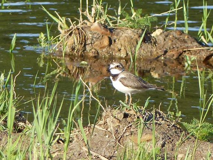 Charadrius dubius subsp. curonicus, kulík říční eurosibiřský