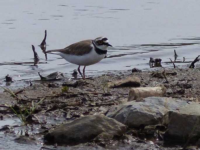 Charadrius dubius subsp. curonicus, kulík říční eurosibiřský