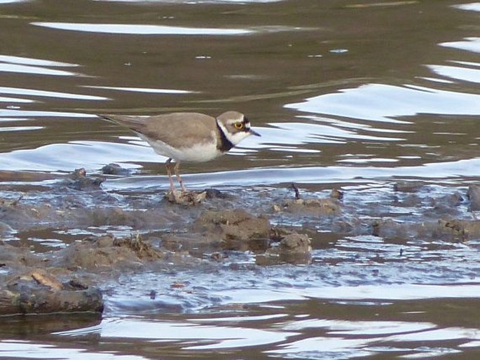 Charadrius dubius subsp. curonicus, kulík říční eurosibiřský