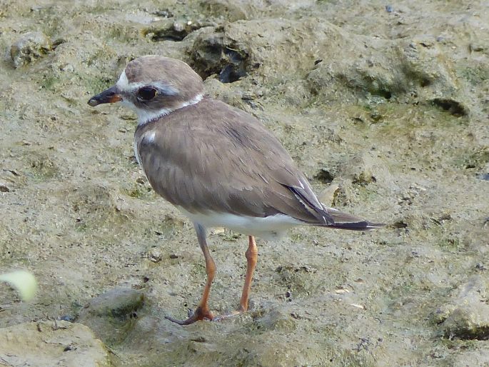 Charadrius semipalmatus, kulík kanadský