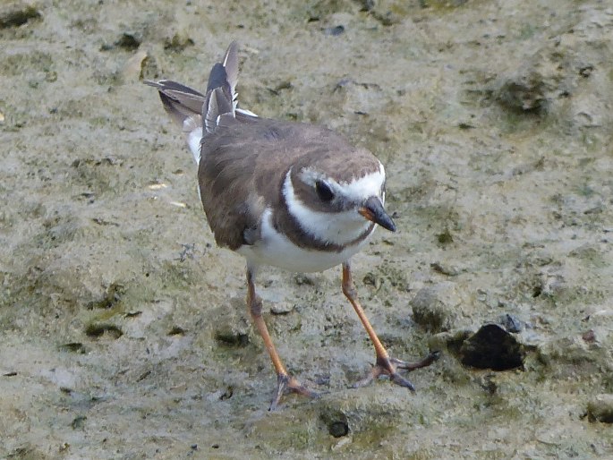 Charadrius semipalmatus, kulík kanadský