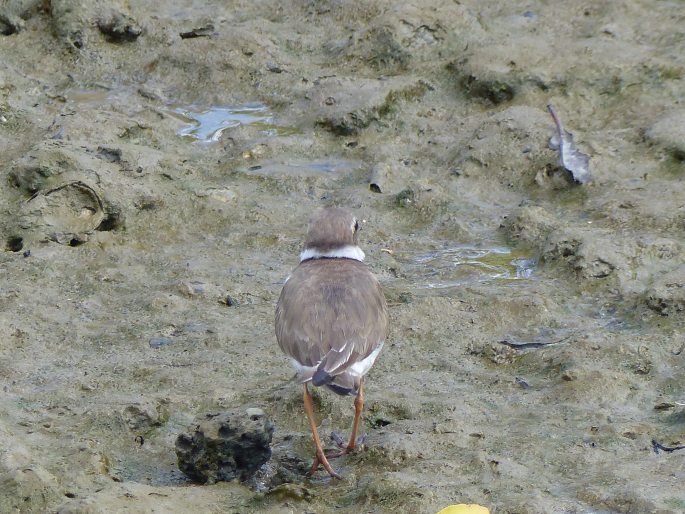 Charadrius semipalmatus, kulík kanadský