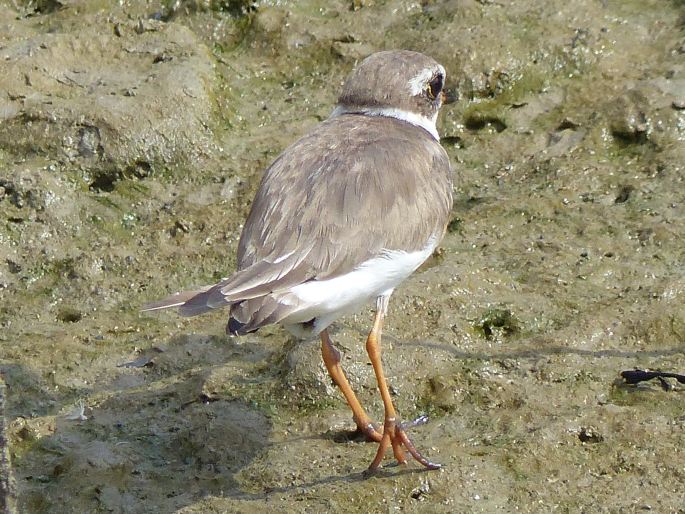 Charadrius semipalmatus, kulík kanadský