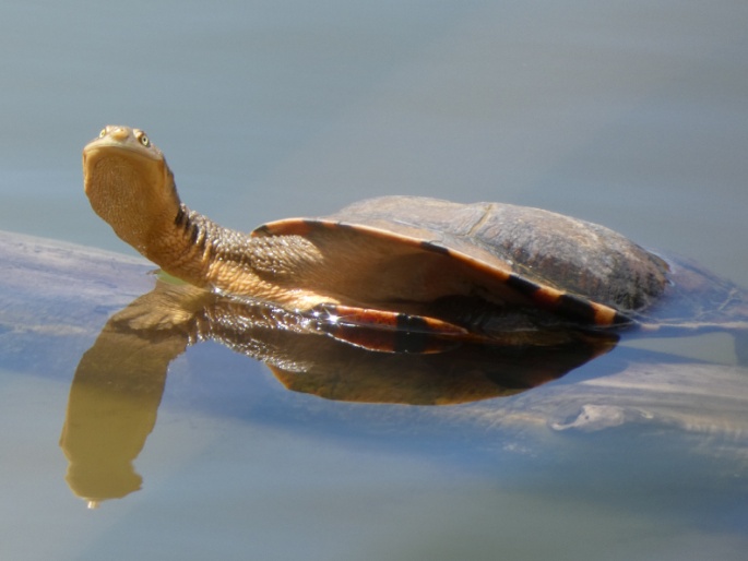 Chelodina longicollis, dlouhokrčka australská