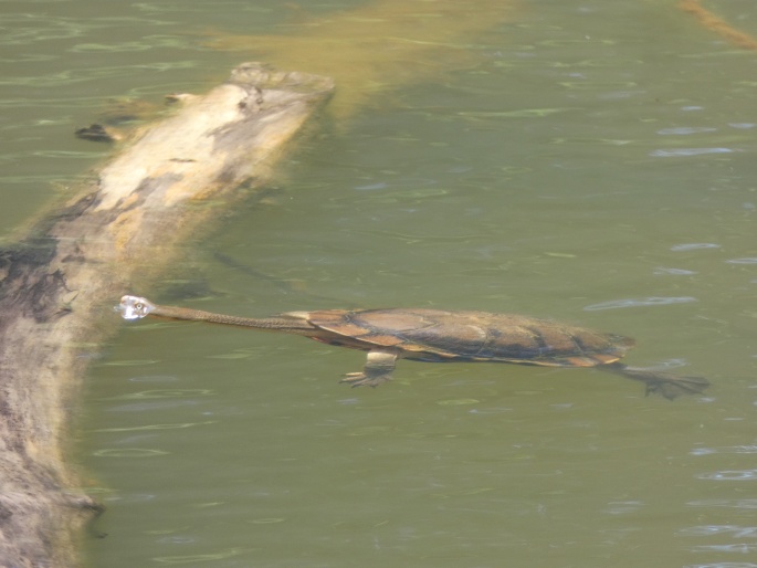 Chelodina longicollis, dlouhokrčka australská