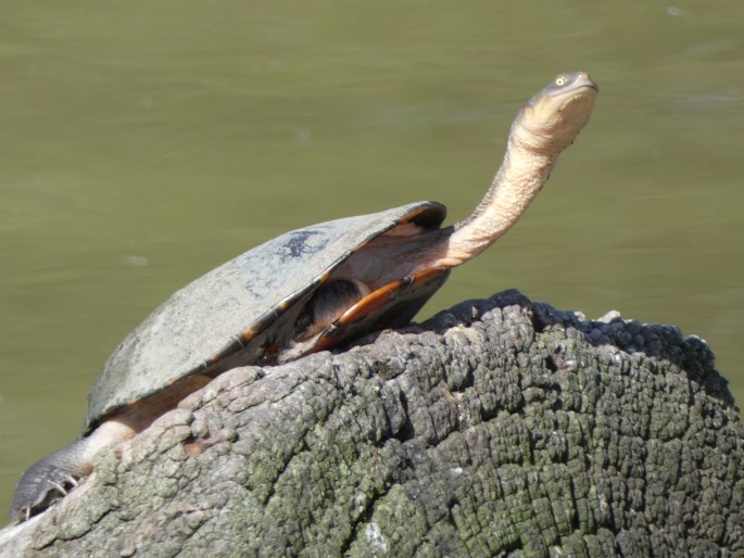 Chelodina longicollis, dlouhokrčka australská