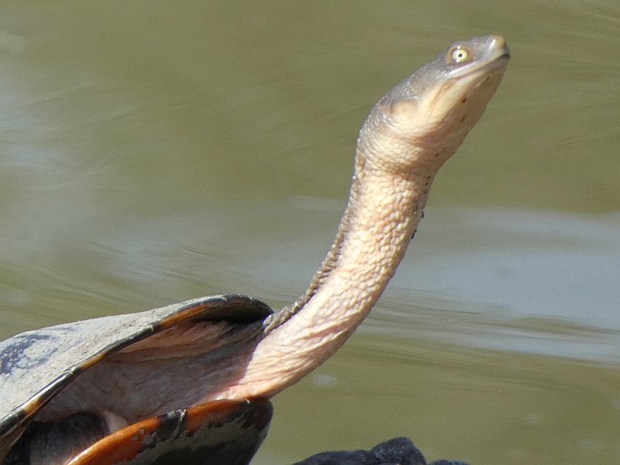 Chelodina longicollis, dlouhokrčka australská