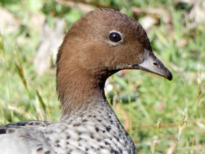 Chenonetta jubata, kachnička hřivnatá