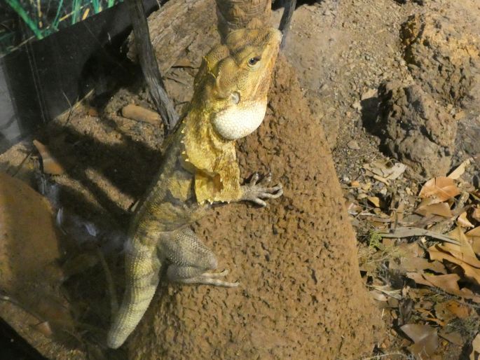 Chlamydosaurus kingii, agama límcová
