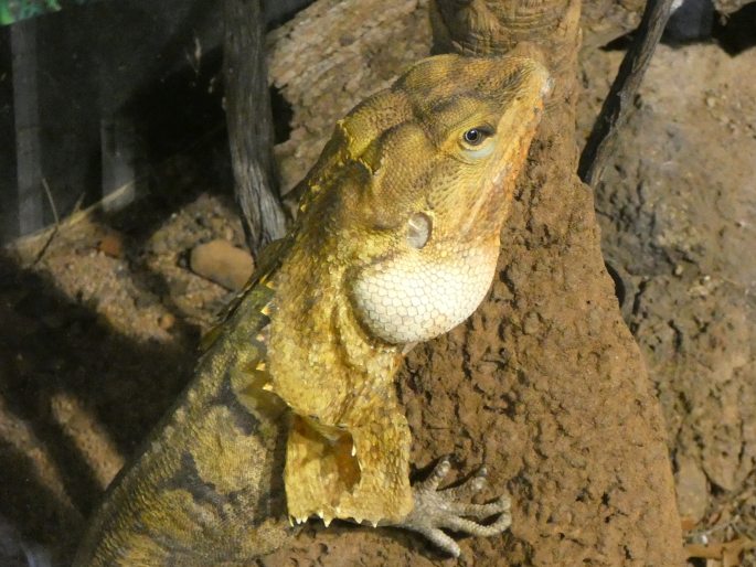 Chlamydosaurus kingii, agama límcová