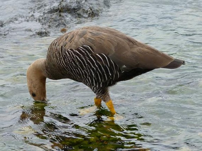 Chloephaga picta, husice magellanská