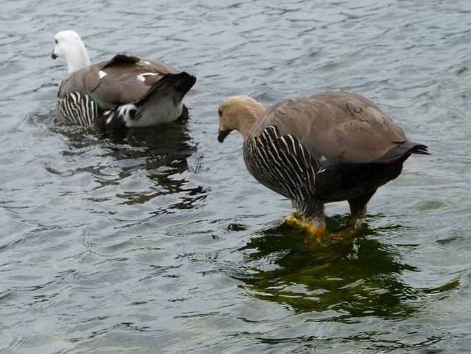 Chloephaga picta, husice magellanská