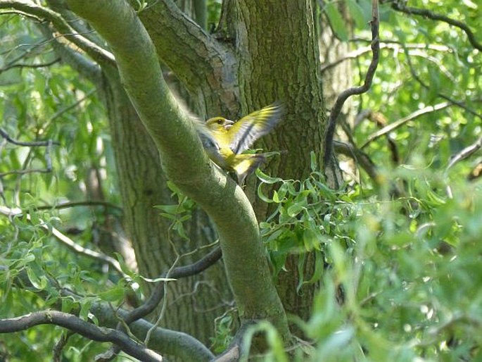 Chloris chloris, zvonek zelený