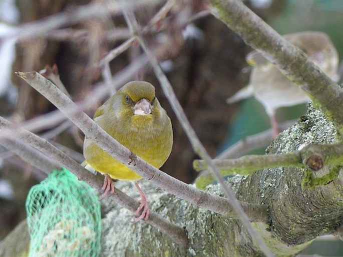 Chloris chloris, zvonek zelený