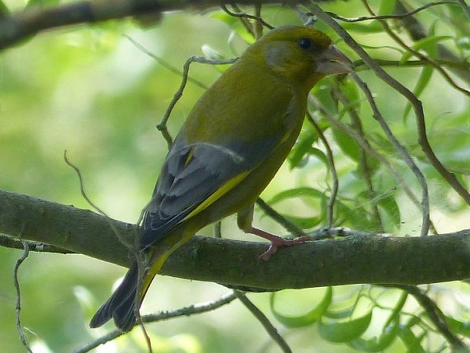 Chloris chloris, zvonek zelený