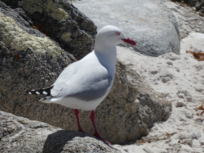 Chroicocephalus novaehollandiae, racek australský