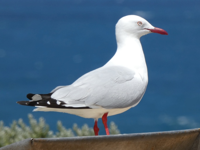 Chroicocephalus novaehollandiae, racek australský