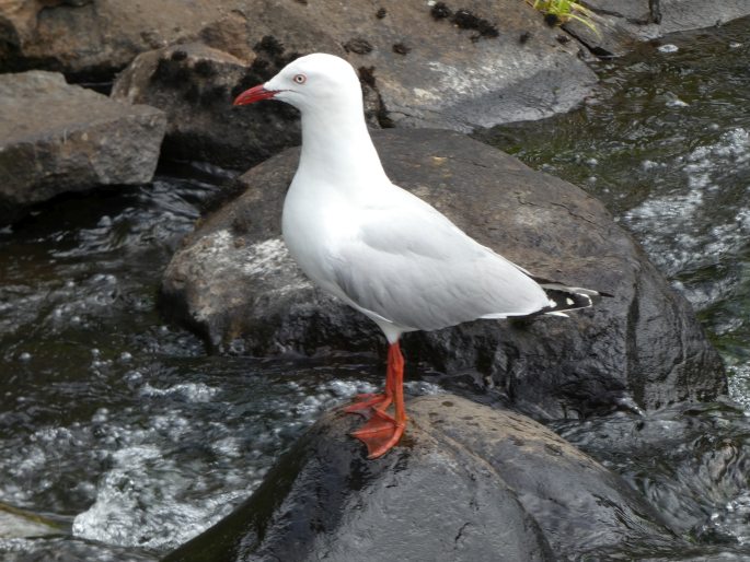 Chroicocephalus novaehollandiae, racek australský