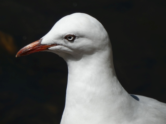 Chroicocephalus novaehollandiae, racek australský