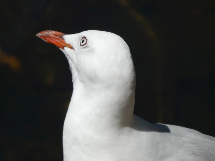 Chroicocephalus novaehollandiae, racek australský