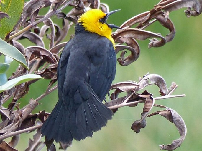 Chrysomus icterocephalus, vlhovec žlutokápý