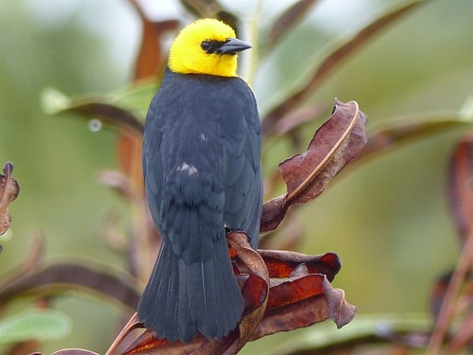 Chrysomus icterocephalus, vlhovec žlutokápý