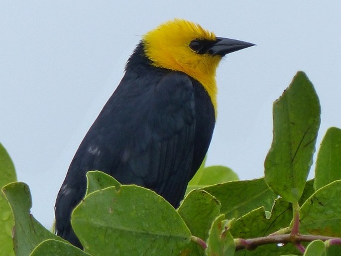 Chrysomus icterocephalus, vlhovec žlutokápý