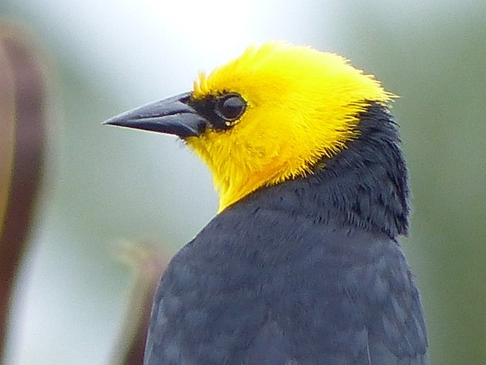 Chrysomus icterocephalus, vlhovec žlutokápý