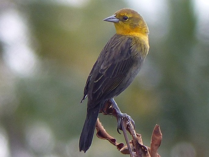 Chrysomus icterocephalus, vlhovec žlutokápý