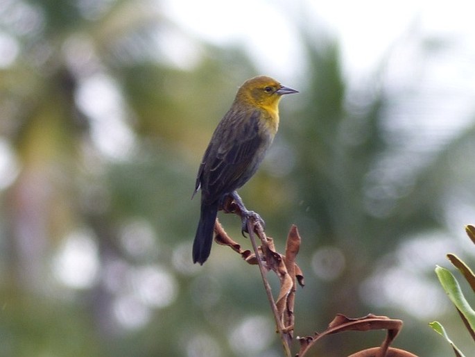 Chrysomus icterocephalus, vlhovec žlutokápý